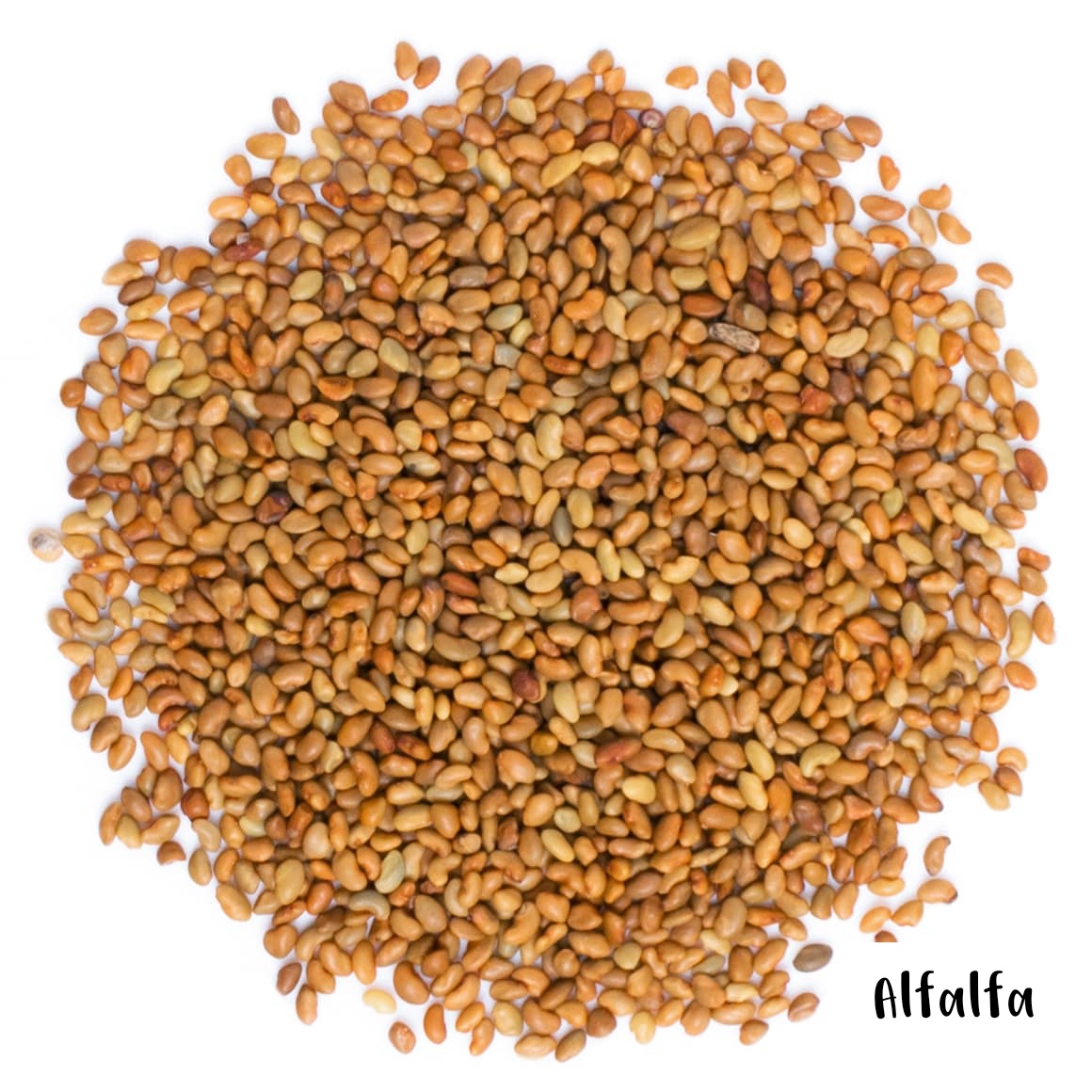 Seed